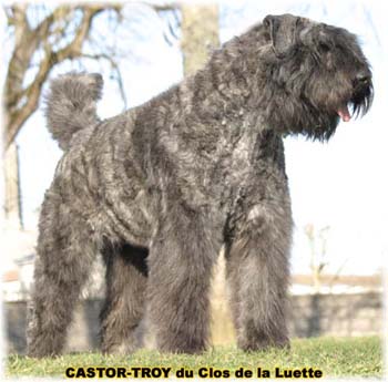 bouvier des flandres du clos de la luette - copyright déposé